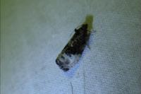 Hedya nubiferana