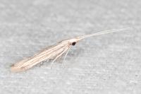 Coleophora calycotomella