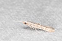 Coleophora calycotomella
