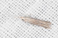 Coleophora calycotomella