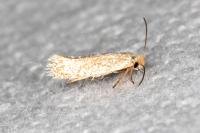 Trifurcula