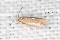 Trifurcula