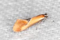 Batia lunaris