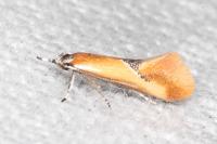 Batia lunaris