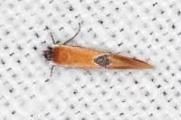 Batia lunaris