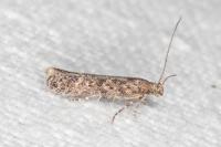 Tuta absoluta