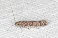 Tuta absoluta