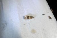 Orthotaenia undulana