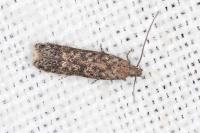 Tuta absoluta