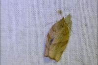 Pandemis cerasana
