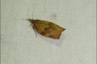Pandemis heparana