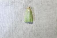 Tortrix viridana