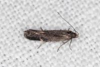 Aproaerema anthyllidella