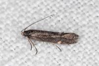 Aproaerema anthyllidella