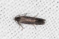 Aproaerema anthyllidella