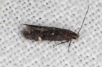 Aproaerema anthyllidella