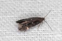 Aproaerema anthyllidella
