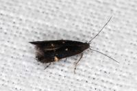 Aproaerema anthyllidella