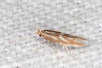 Phyllonorycter triflorella