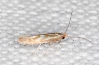 Phyllonorycter triflorella