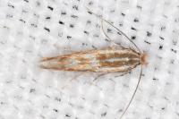 Phyllonorycter triflorella