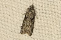 Cnephasia cupressivorana