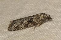 Cnephasia cupressivorana
