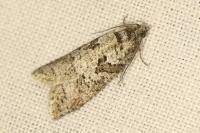 Cnephasia cupressivorana