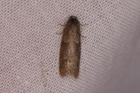 Tortricodes alternella