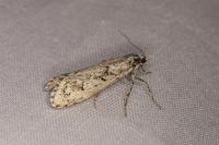 Diurnea fagella