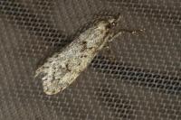 Diurnea fagella
