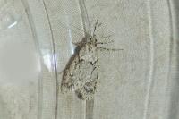 Diurnea fagella