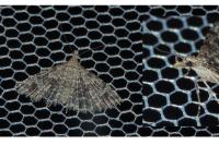 Alucita hexadactyla