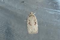 Agonopterix ocellana