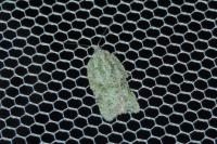 Acleris literana