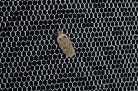 Agonopterix ciliella/heracliana