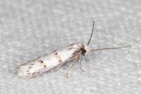 Symmocoides oxybiella