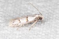 Symmocoides oxybiella