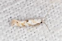 Bucculatrix