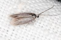 Urodeta hibernella