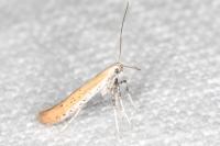 Aspilapteryx tringipennella