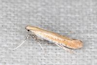 Aspilapteryx tringipennella