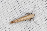 Aspilapteryx tringipennella