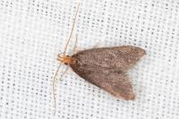 Eurodachtha pallicornella