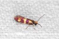 Micropterix aglaella