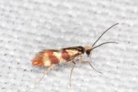 Micropterix aglaella