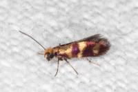 Micropterix aglaella
