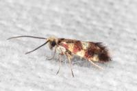 Micropterix aglaella