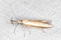 Pleurota aristella