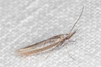 Pleurota ericella